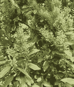 枣树长疯了是什么病怎么治