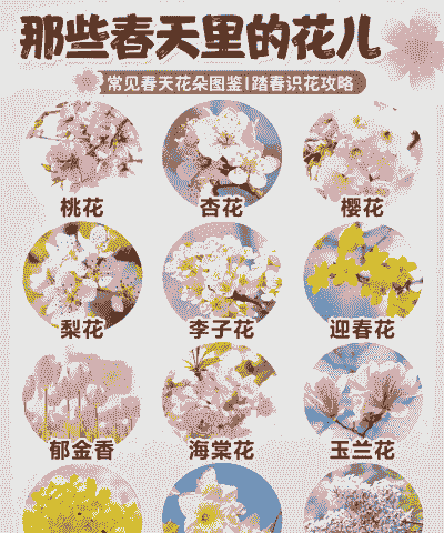春天都有什么花开放