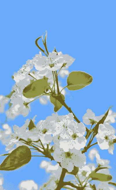 梨花是什么颜色