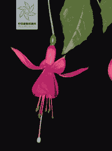 倒挂金钟有毒吗