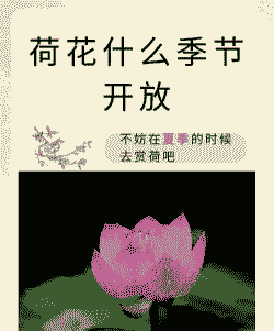 荷花什么时候开放