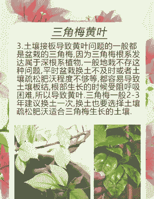 三角梅叶子发黄的原因