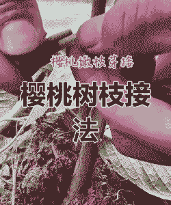 樱桃嫁接时间和方法