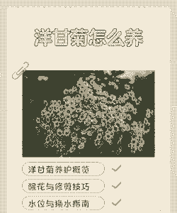 洋甘菊怎么水养