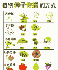 植物传播种子的方法