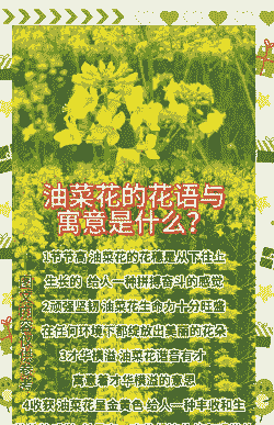 油菜花的花语