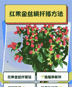 金丝桃扦插方法和时间