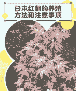 日本红枫的养殖方法和注意事项