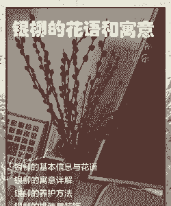 银柳的花语和寓意