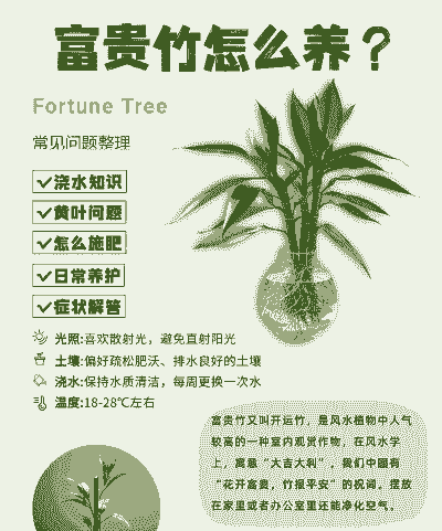 富贵竹可以土养吗