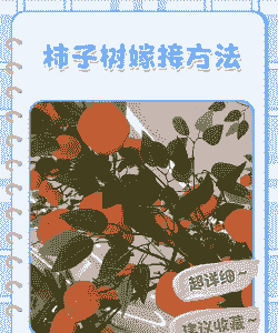 柿子树六月份怎么嫁接