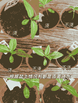 长春花如何播种