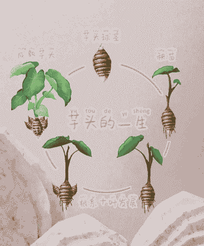 芋头的种植时间和方法