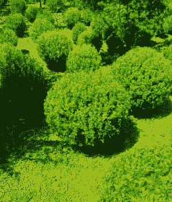 绿化带黄杨一般是什么品种