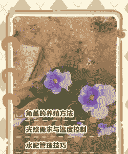 角堇的养殖方法和注意事项