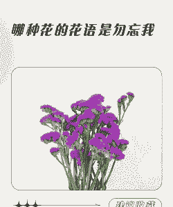 勿忘我花的寓意是什么