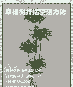 幸福树怎样扦插