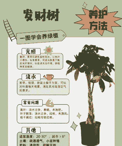 发财树的养护方法