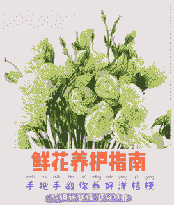 洋桔梗鲜切花养护方法以及注意事项