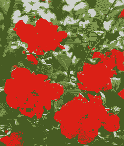 西安的市花是什么