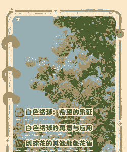 白色绣球花的花语