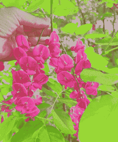 红洋槐花能吃吗