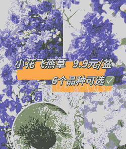 飞燕草的种植方法和注意事项