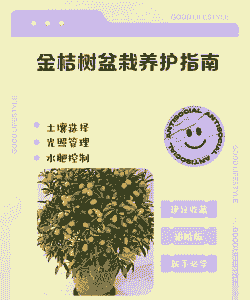 金桔树盆栽的养殖方法和注意事项