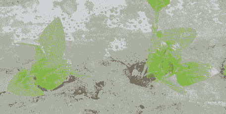 豆角一个坑留几棵苗