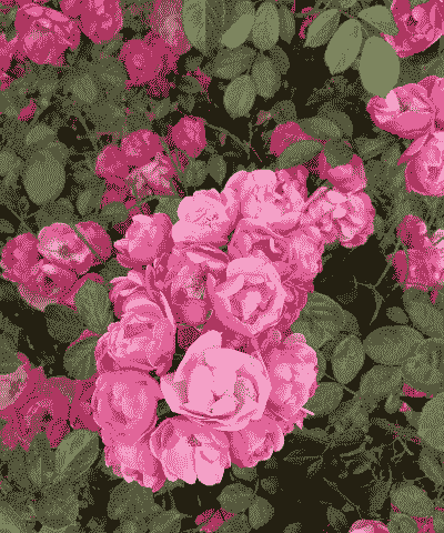 五月的月花是什么