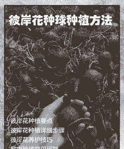 彼岸花种球怎么种植