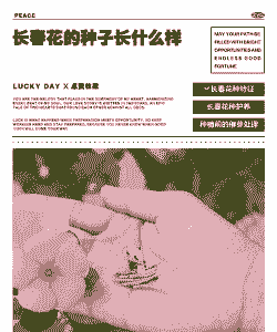 长春花种子怎样算成熟了