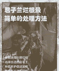 君子兰烂根烂叶怎么处理