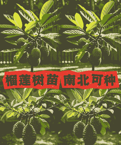 榴莲树苗北方可以种吗