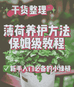 盆栽薄荷几天浇一次水