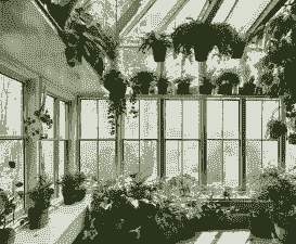 玻璃阳光房能爬的植物