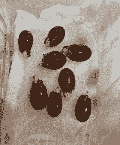 荔枝核发芽能种出荔枝吗