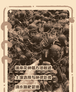 彼岸花种球怎么种植 彼岸花种球怎么种植