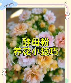 酵母粉能养花吗养花吗