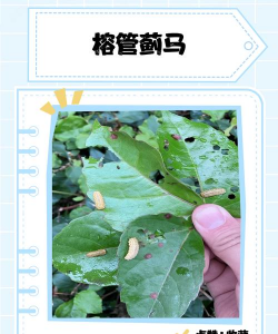 小榕树虫害怎么处理