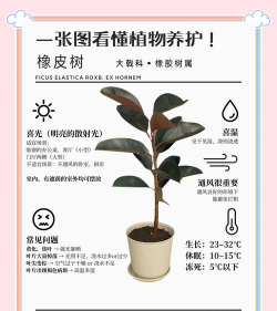 橡皮树冬天怎么浇水