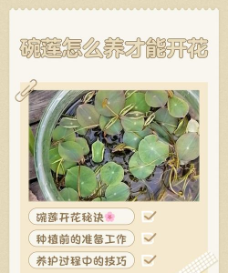 碗莲的花语是什么
