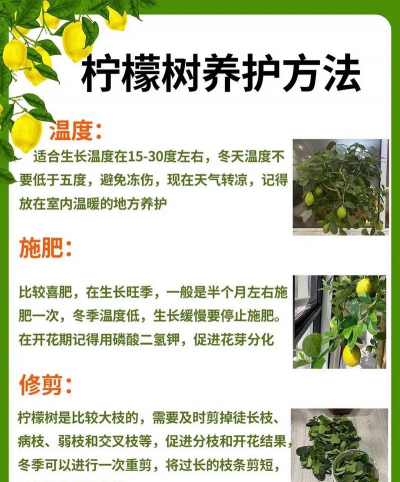 如何正确养殖盆栽柠檬
