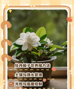 牡丹桅子如何修剪