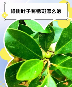 小榕树虫害怎么处理