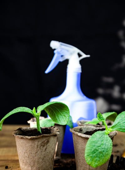 牛奶水可以浇什么花