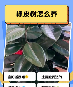 橡皮树冬天怎么浇水 橡皮树冬天怎么浇水