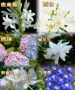 巨蟹男喜欢养花