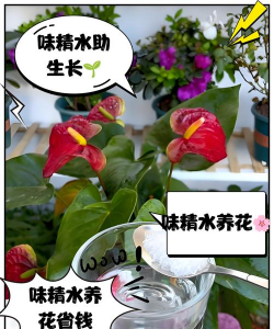 味精水养花方法