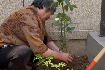 农村养花的奶奶